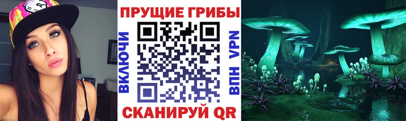Галлюциногенные грибы Psilocybe  Пущино 